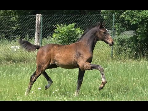 *2020 Stute von Foundation - Rohdiamant (Rudilore-Stamm)