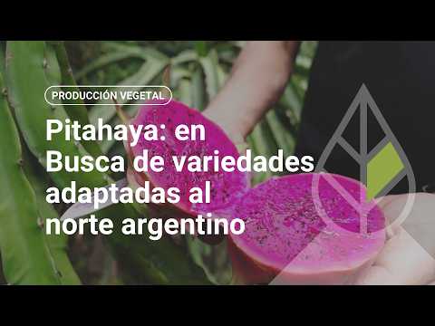 Pitahaya: en busca de variedades adaptadas al norte argentino