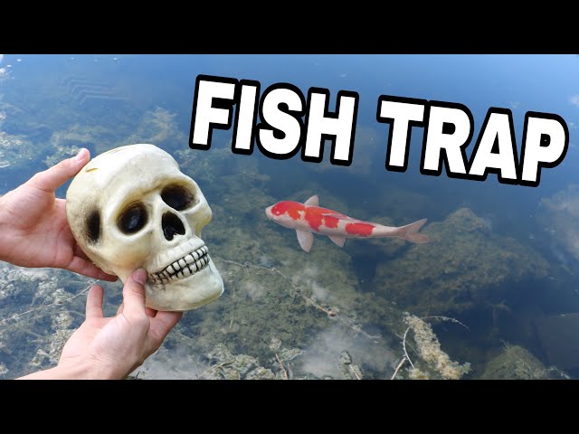 SKULL FISH TRAP CATCHES RARE COLORFUL FISH