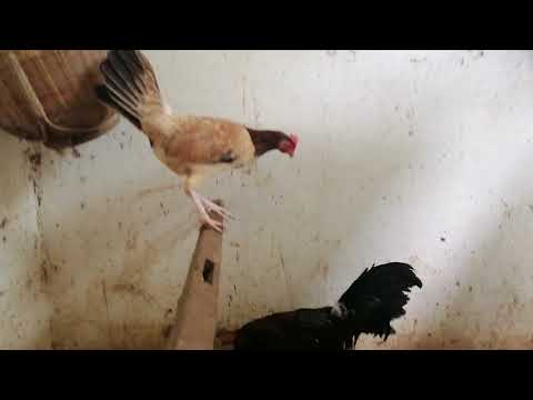 Dan Gray Roundhead Please Subscribe and like for more Bloodline Videos