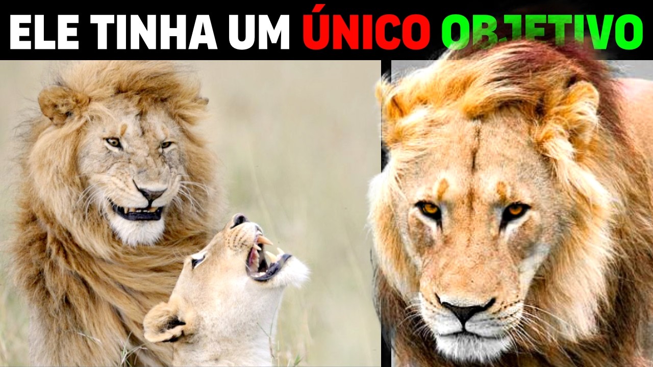 Lion EXPELLED FROM THE POCKET by lionesses MAKES AN EPIC RETURN