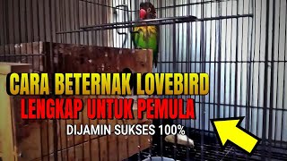Download lagu Cara ternak lovebird untuk pemula biar cepat bertelur Dijamin Ampuh dan sukses mp3