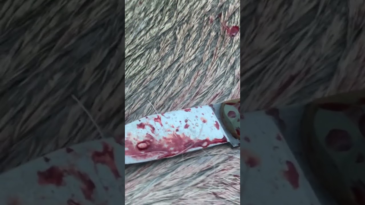 The Perfect Hunting Knife | Papa Bear Knives Hunter’s EDC #knife #hunting #edc