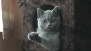 preview picture of video 'Moses the British Shorthair Blue'