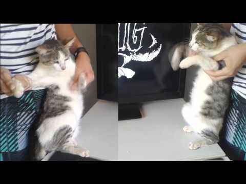 Mother - Danzig [performance by: Xanim]