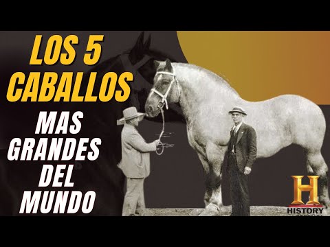 , title : 'Los 5 caballos gigantes mas grandes de toda la historia.'