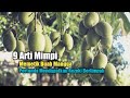 9 Meanings Of Dreams About Picking Mangoes A Sign Of Abundant Fortune