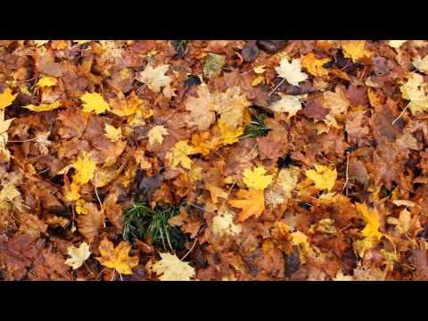 Mihai Toma - Flutaka