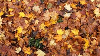 Mihai Toma - Flutaka