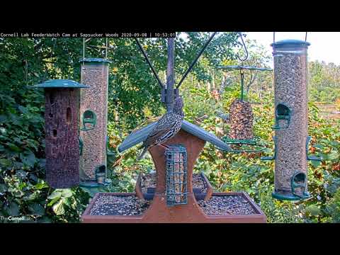 European Starling Shows off Fresh Plumage At Cornell Feeders – Sept . 8, 2020