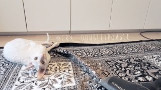 Wrinkles on the carpet again. crx_doubletrouble