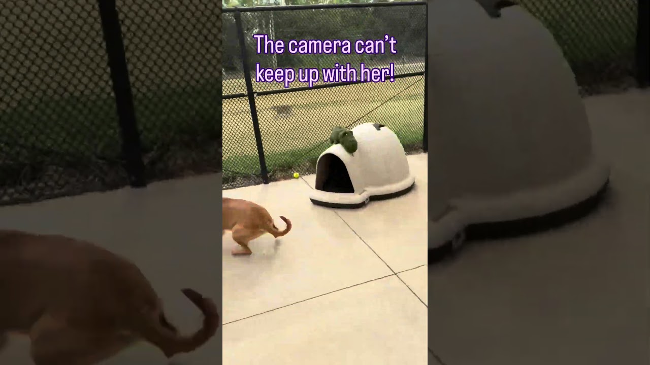 Josie, a Adoptable mixed breed in Norman, OK video 5/5