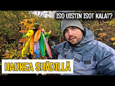 SYKSY JA HAUENKALASTUS - HAUKI TANKKAA AHNEESTI