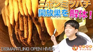 ニホンミツバチ開放巣の解体をしてみた！【スムシ大量発生注意】