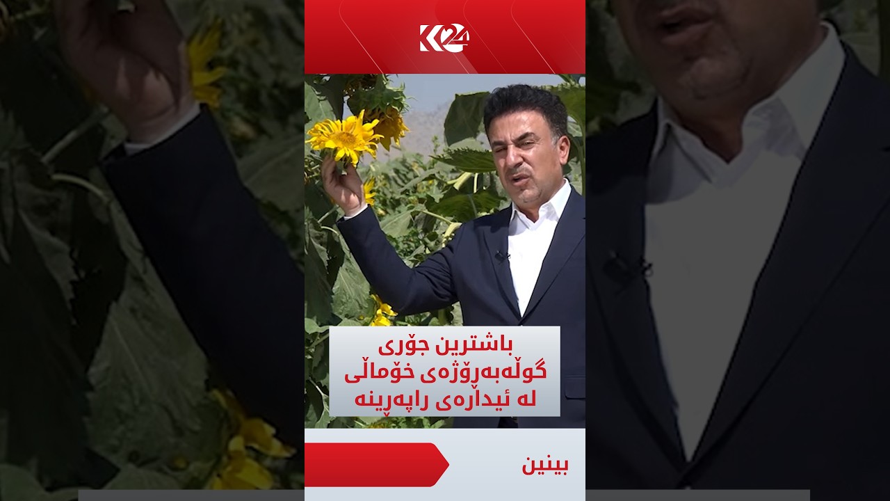 ڤیدیۆ | پەیامنێرمان ئاراس ئەمین: باشترین جۆری گوڵەبەڕۆژەی خۆماڵی لە ئیدارەی راپەڕینە