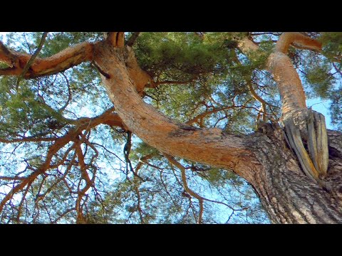 Legenda o Winnicy Jakubowej - Karwodrza - 8.05.2022r.