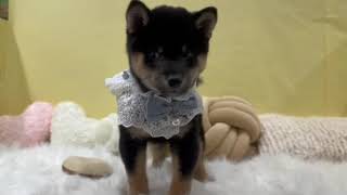 柴犬の動画01