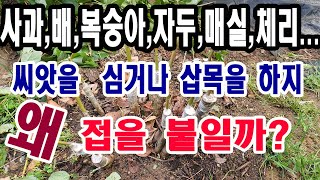 여러 가지 과일나무 씨앗을 심어 가꾸거나 삽목을 하지 왜 접을 붙일까?(과일나무 재배, 식물 유전자 특성, …