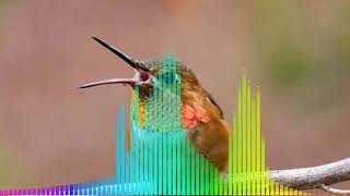 Download lagu Allen's Hummingbird - Colibri De Allen mp3 Download lagu Allen's Hummingbird - Colibri De Allen mp3