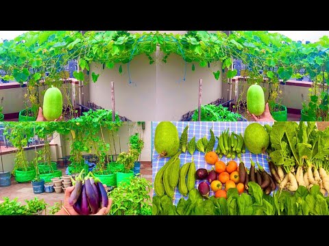 Massive Harvesting Of Organic Vegetables From My Rooftop Terrace Garden