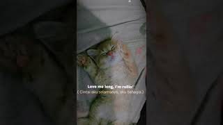 Download lagu STORY WA KUCING GEMOY || STORY KEREN || LAGU HITS || mp3