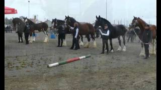 preview picture of video 'Kaltblutmarkt Laupheim 2010 ; Shire Horse : )'