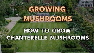How to Grow Chanterelle Mushrooms