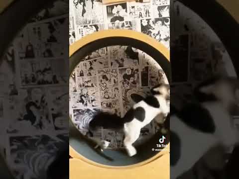 śmieszne koty #koty #rolka #sanah