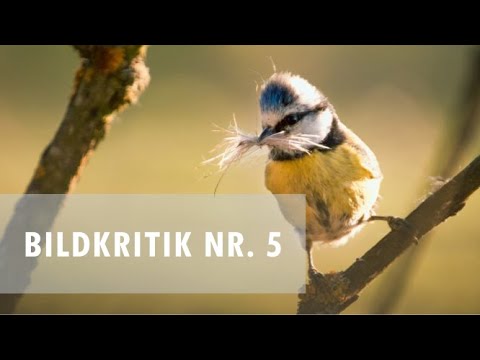 I'm reviewing your pictures/picture critique No. 5