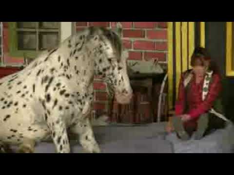 ROSI HOCHEGGER UND IHR PFERD SCOUT 2020 ZU GAST BEIM ELSPE FESTIVAL