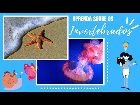 INVERTEBRADOS: PRINCIPAIS FILOS, CARACTERÍSTICAS E MAIS!