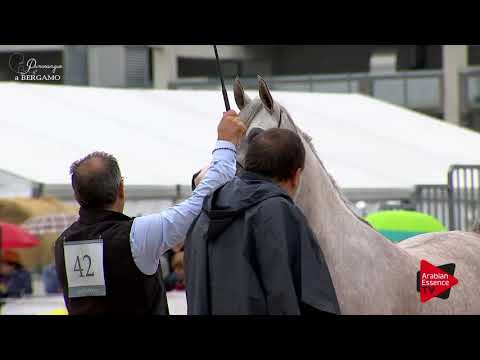 N.42 RADEGONDA BY TRESCA - Bergamo 2017 - 3 Years Old Fillies (Class 5)