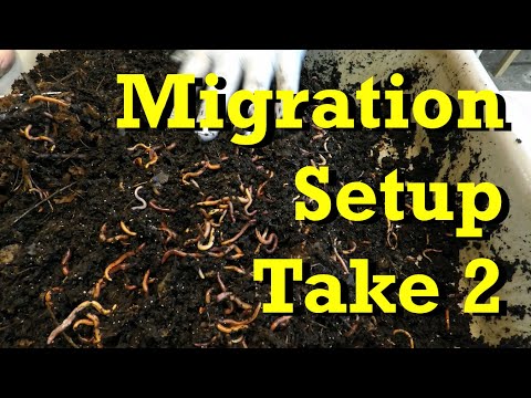 Horizontal migration setup for 69-day old worm bin - vermicomposting