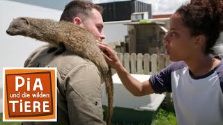 Download lagu Wer kennt das Ichneumon? | Reportage für Kinder | Pia und die wilden Tiere mp3