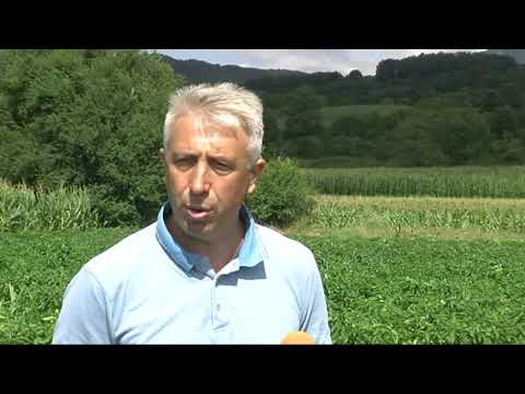 RTV Vranje- Doktor za papriku  24. jul 2019.