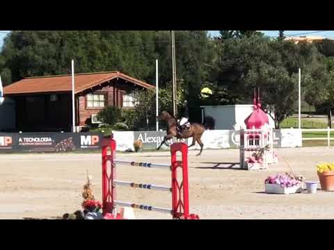 10yo GP mare (Numero Uno x Animo) SOLD