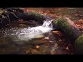Relaxing Zen Spa Music for Tranquil Spirits (With Babbling Brook)
