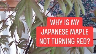Why Is My Japanese Maple Not Turning Red? - JAPANESE MAPLES EPISODE 148