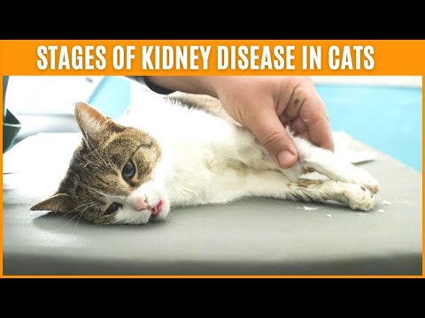 Stages Of Kidney Disease In Cats🐱Symptoms of Kidney Failure in Cats