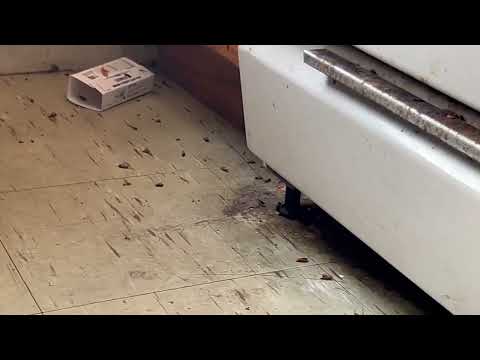 Cockroaches Take Control of Apartment in Beachwood, NJ