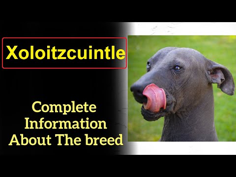 , title : 'Xoloitzcuintle or Xolo, aka Mexican hairless dog  Pros and Cons, Price, How to choose, Facts, Care'