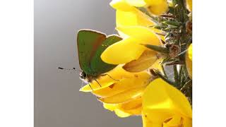 Nature Notes from the Duddon Valley Part 1