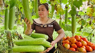 Harvest Gourds & Tomatoes Goes to market sell - Daily life, Animal, Farm, Live with nature