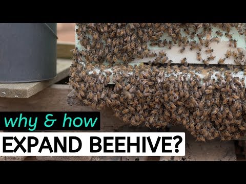 Beekeeping For Beginners - How to Expand a Beehive & Why