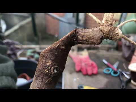 Larch Saplings for Bonsai Material | Root Prune & Potting up | Part 1!