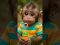 Baby Monkey Tried To Eat The Toy But Magic Happened