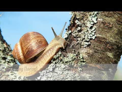 The Age of Electric - Remote Control (with Lyrics)