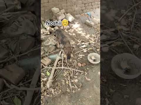 meet with noshi 🥰#birds #petsvloging #cat #petsvloging