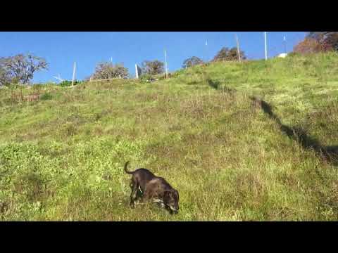 De Rio the Dog Walking Down a Hill