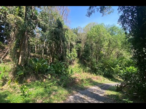 4 Rai Rubber Plantation with Sea Views for Sale in the Kata Hillside